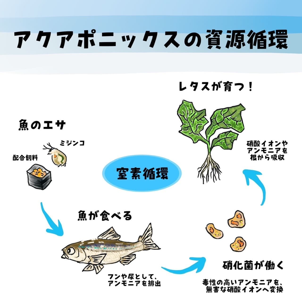 アクアポニックスの資源循環図